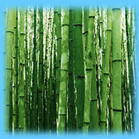 bamboo